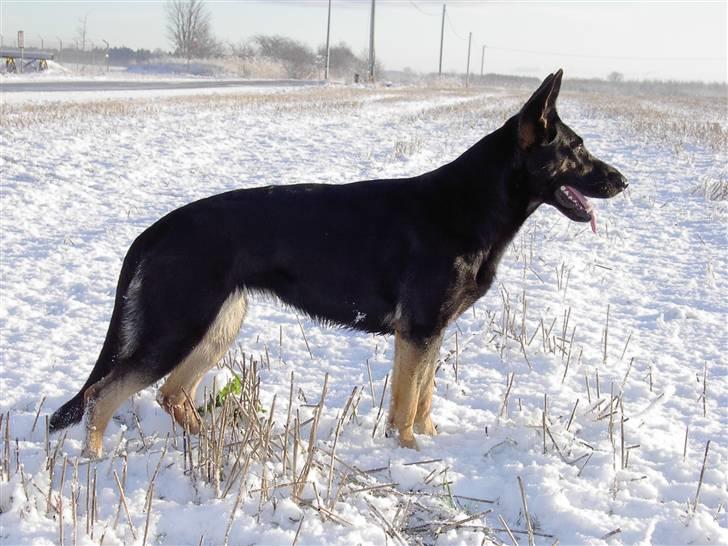 Schæferhund Ezra *RIP* billede 3