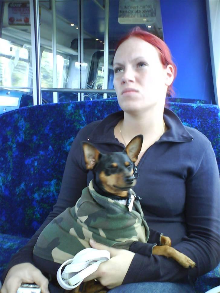 Dvaergpinscher Tulle. billede 5