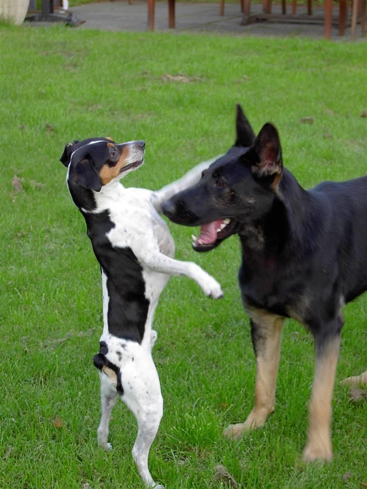 Schæferhund Ezra *RIP* billede 4