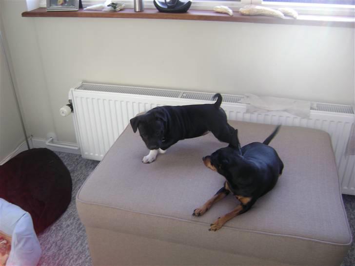 Dvaergpinscher Tulle. billede 6