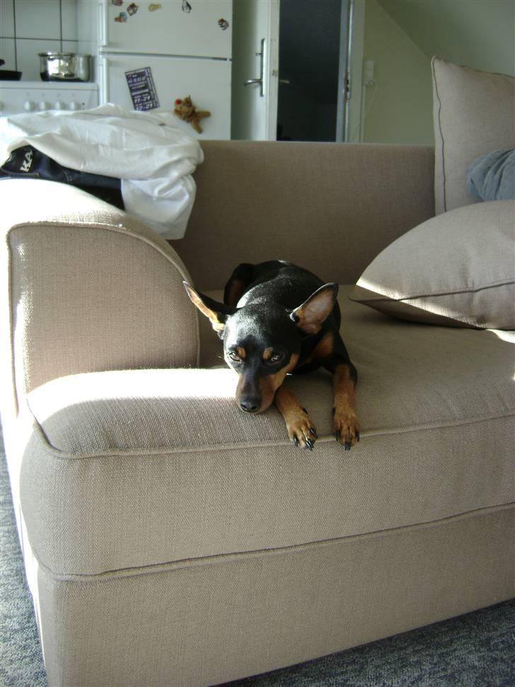 Dvaergpinscher Tulle. billede 7