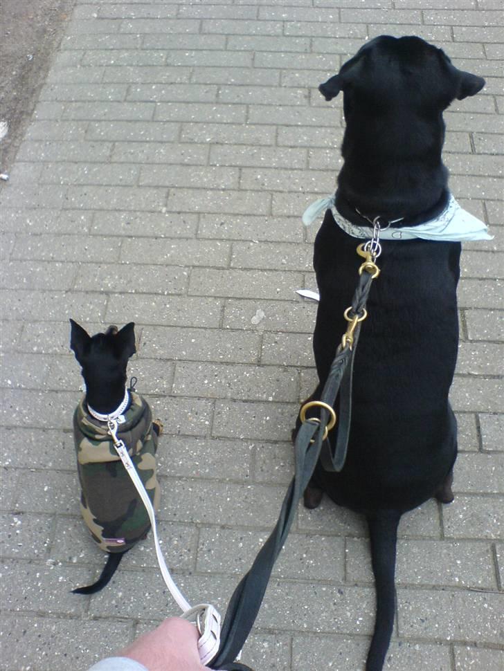 Dvaergpinscher Tulle. - Tulle & Kæresten Zeus. billede 8