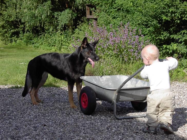 Schæferhund Ezra *RIP* billede 5