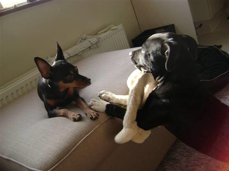 Dvaergpinscher Tulle. billede 9