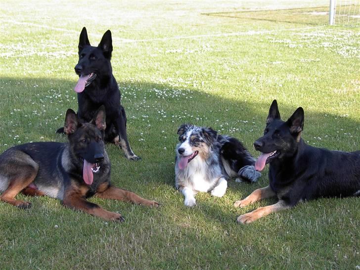 Schæferhund Ezra *RIP* billede 6