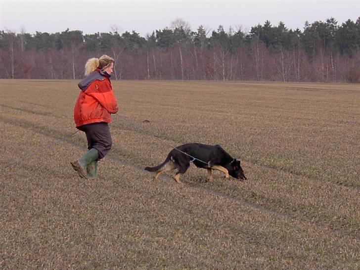 Schæferhund Ezra *RIP* billede 7