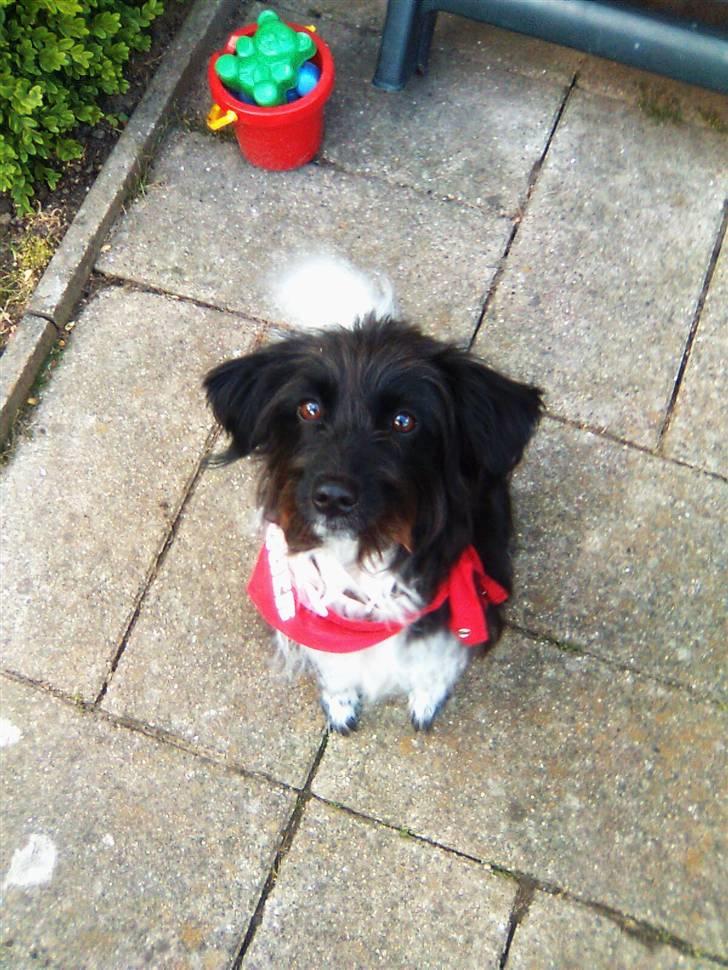 Blanding af racer Sweaty - Små hunde må se op. billede 1