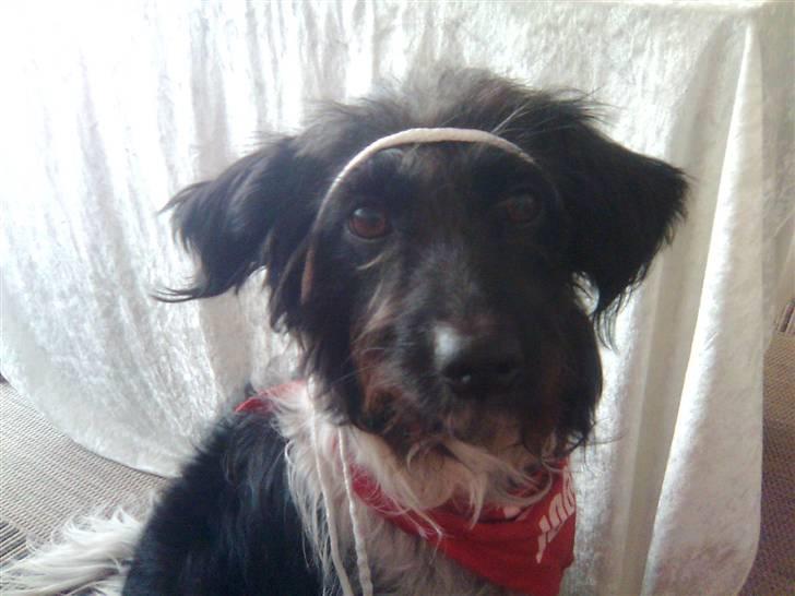 Blanding af racer Sweaty - Neeeej. Hvorfor? billede 2