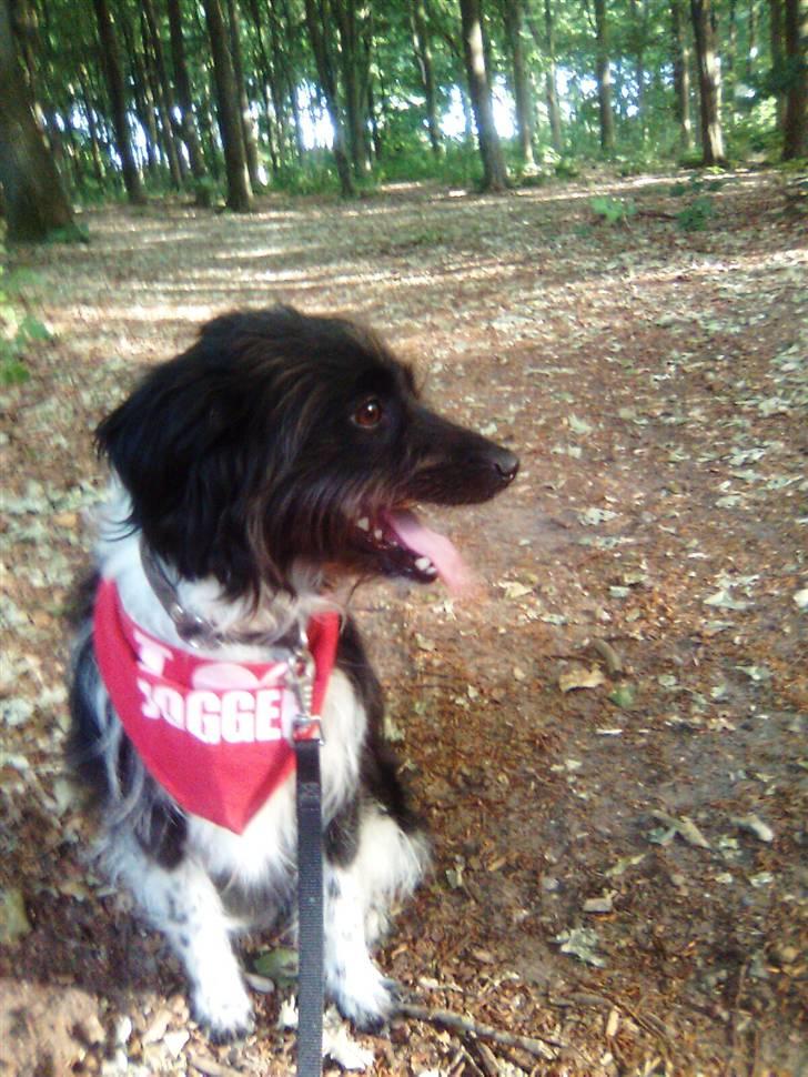 Blanding af racer Sweaty - "Okay, må jeg gerne løbe nu?" billede 3