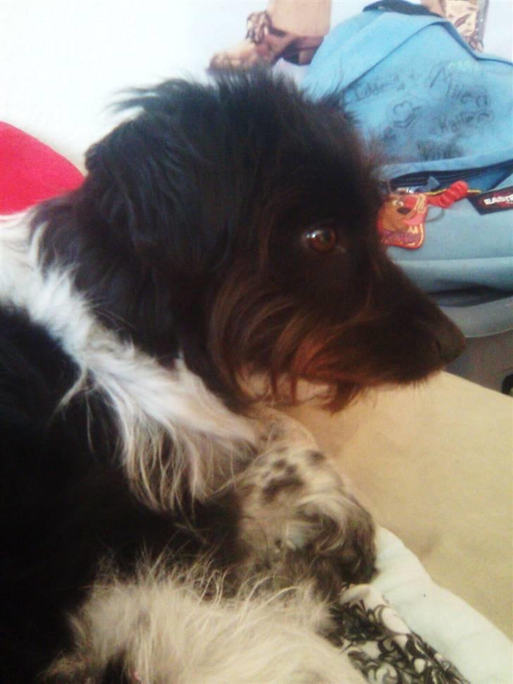 Blanding af racer Sweaty - Mmnh, jeg er fin. billede 4