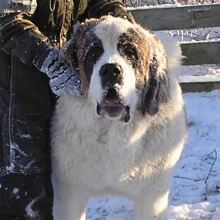 Sankt bernhardshund tulle - dejlig at lege i sneen billede 1