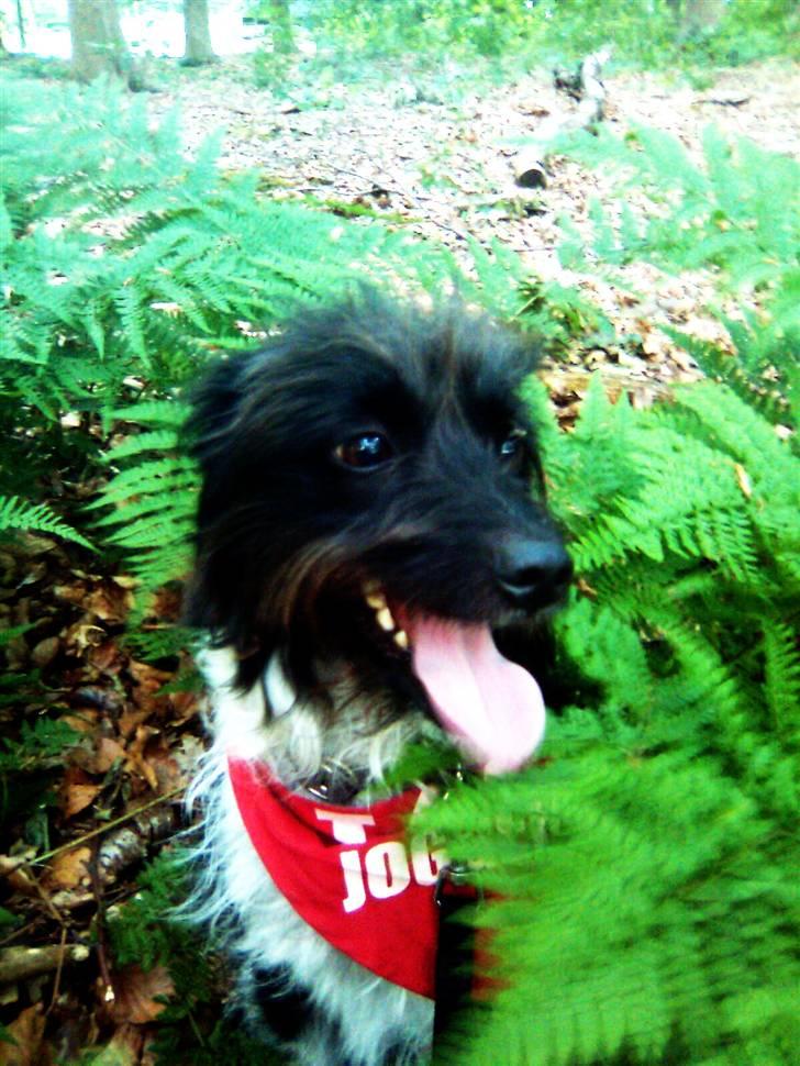 Blanding af racer Sweaty - Borte borte.. TIT! billede 6