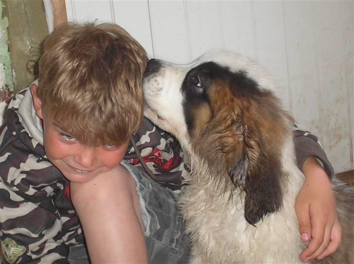 Sankt bernhardshund tulle billede 2