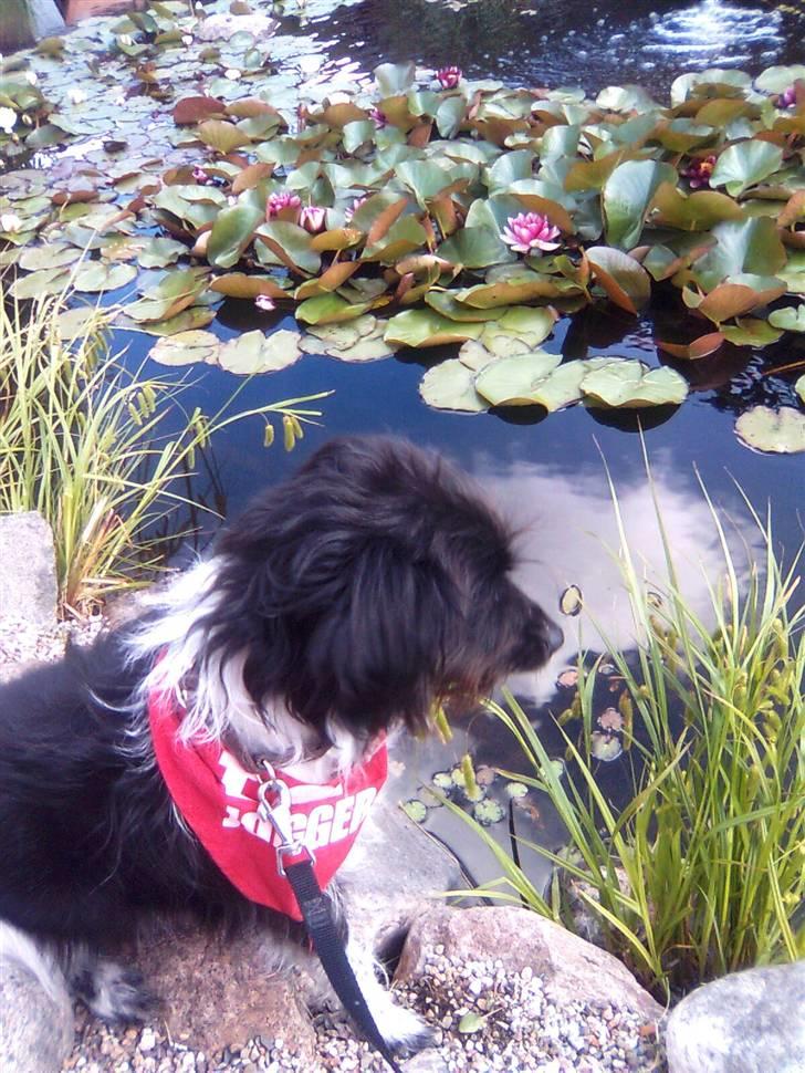 Blanding af racer Sweaty - Dejlig vuf. billede 7