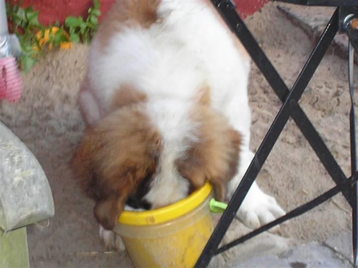 Sankt bernhardshund tulle billede 3