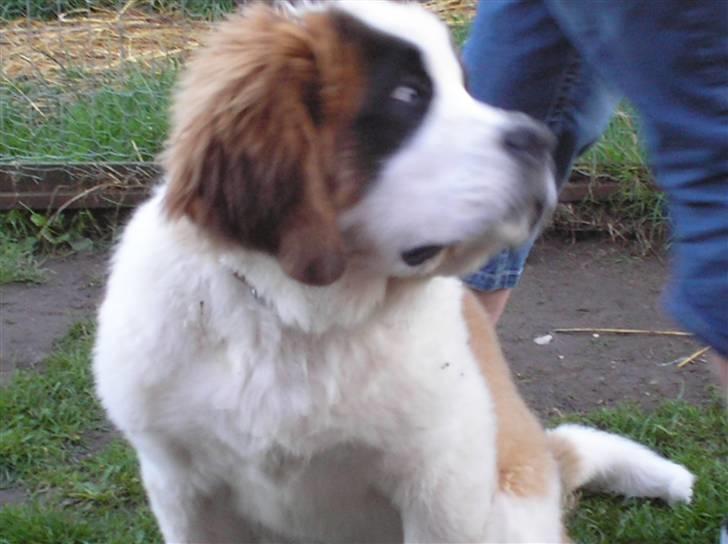 Sankt bernhardshund tulle billede 4
