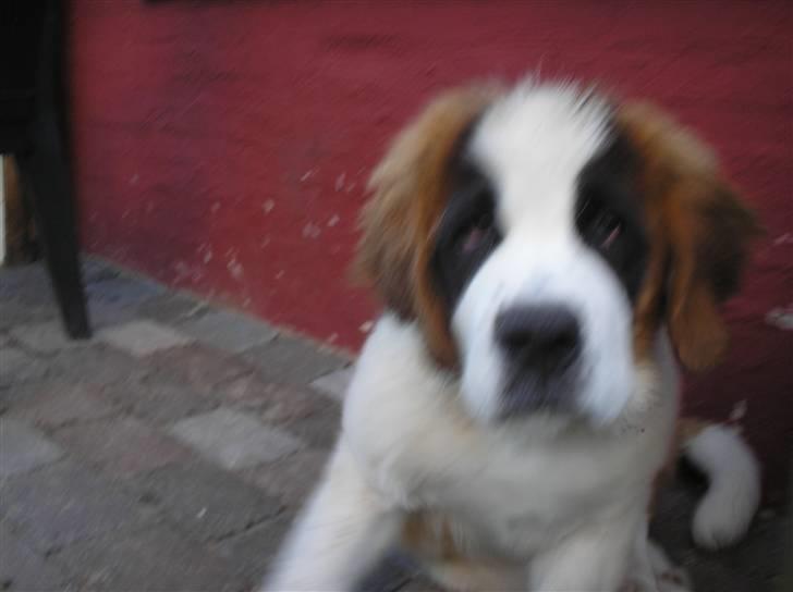 Sankt bernhardshund tulle billede 5
