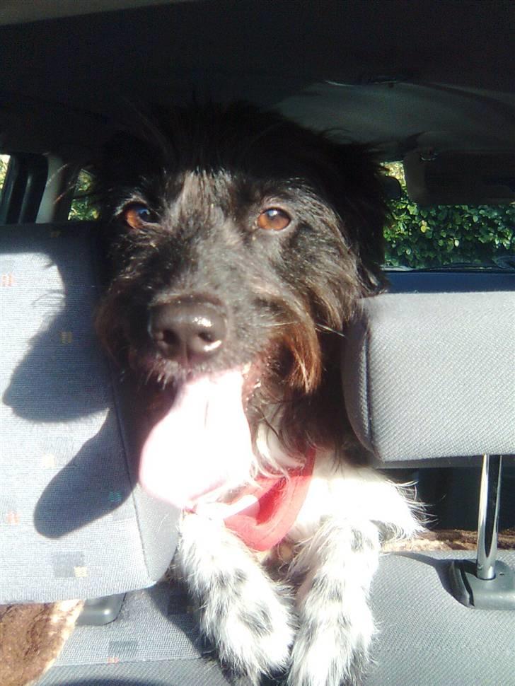 Blanding af racer Sweaty - Sol inklusiv sommer. Mmnh, rart. billede 9