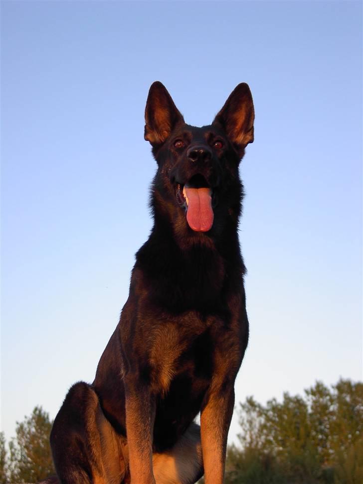 Schæferhund Ezra *RIP* billede 8