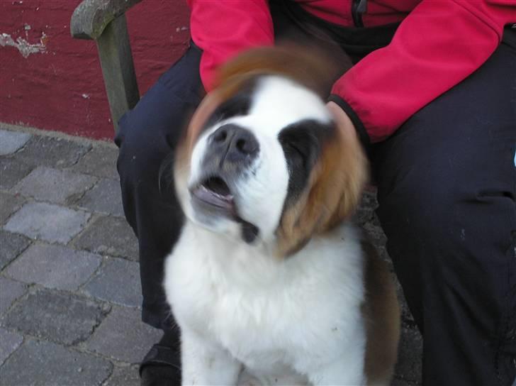 Sankt bernhardshund tulle billede 6