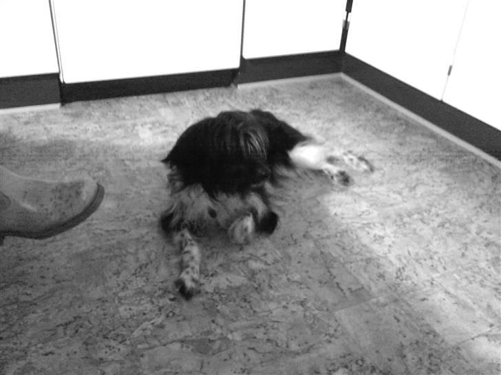 Blanding af racer Sweaty - Vov. billede 10