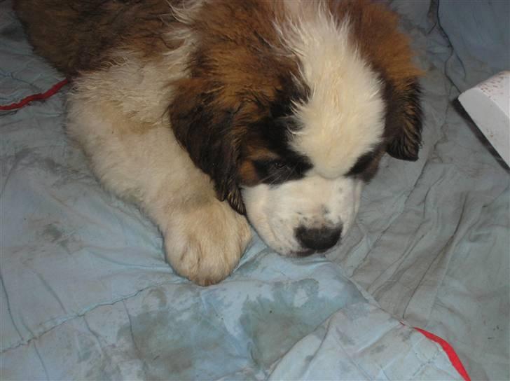 Sankt bernhardshund tulle billede 7