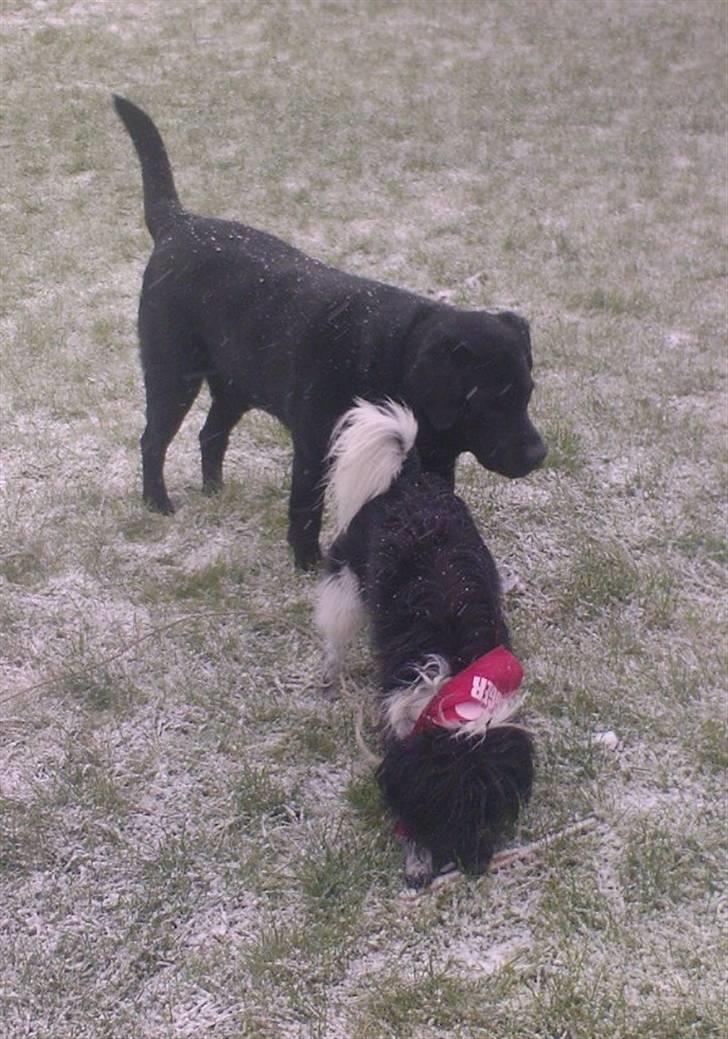 Blanding af racer Sweaty - Pelé (R.I.P.) & Sweaty i sneen. billede 12