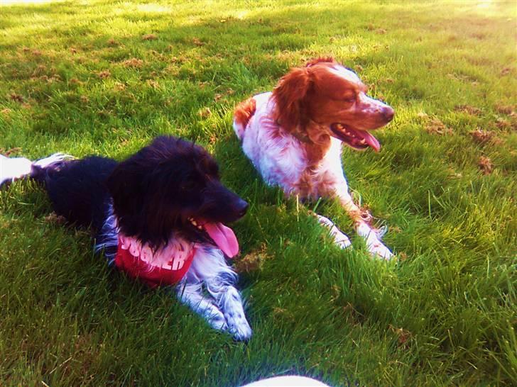 Blanding af racer Sweaty - Felix & Sweaty. billede 13