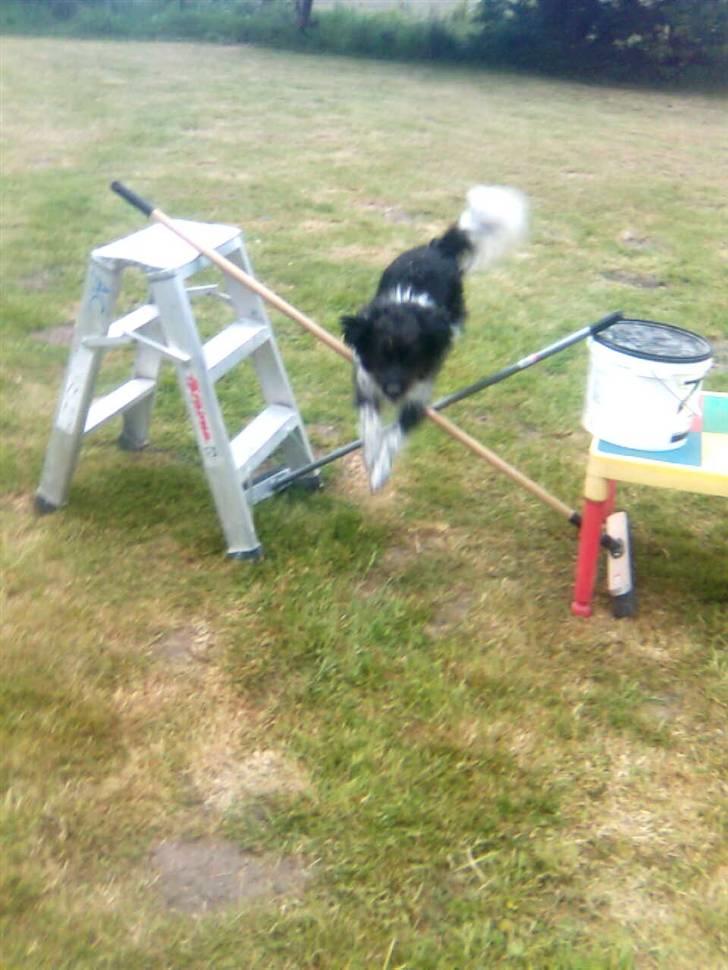 Blanding af racer Sweaty - Hun kan skam også springe. billede 14