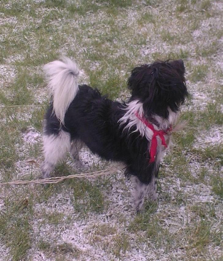 Blanding af racer Sweaty - Uh, det er koldt på snuden. billede 15