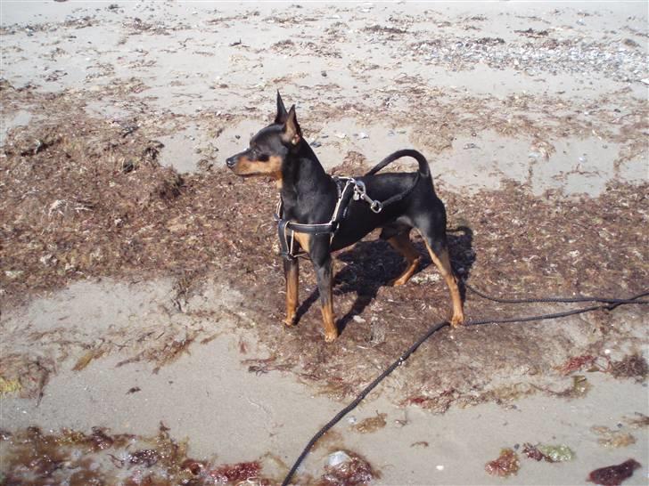 Dvaergpinscher arthur - jeps, det er MIN strand. billede 17