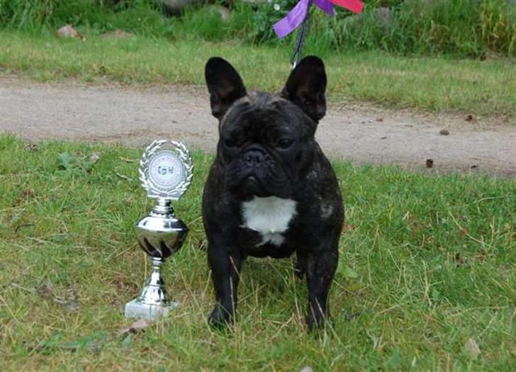 Fransk bulldog BlanceNoir'sEllieElegante - Ellie 14 måneder - Foto: Maja Lundvig billede 1