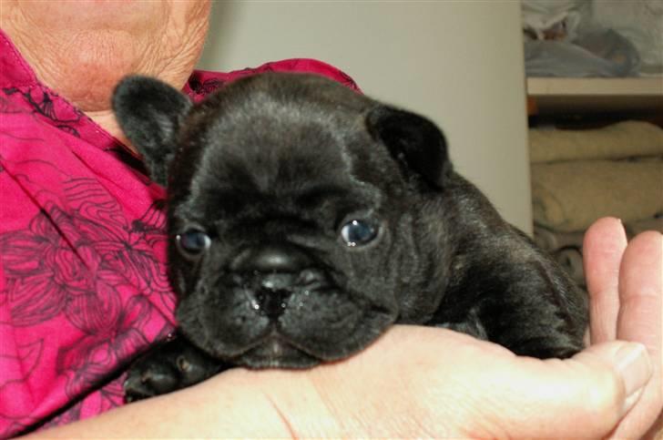 Fransk bulldog BlanceNoir'sEllieElegante - Ellie 4 uger - Foto:  Winnie Nina Kongsnæs billede 2