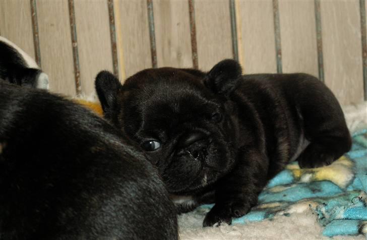 Fransk bulldog BlanceNoir'sEllieElegante - Ellie 4 uger - Foto: Winnie Nina Kongsnæs billede 3