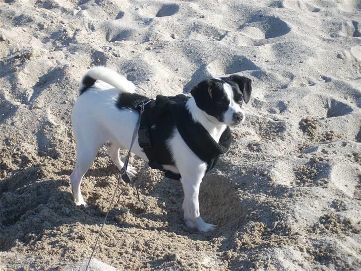 Blanding af racer Theis - Totalt busted i at grave ;D billede 13