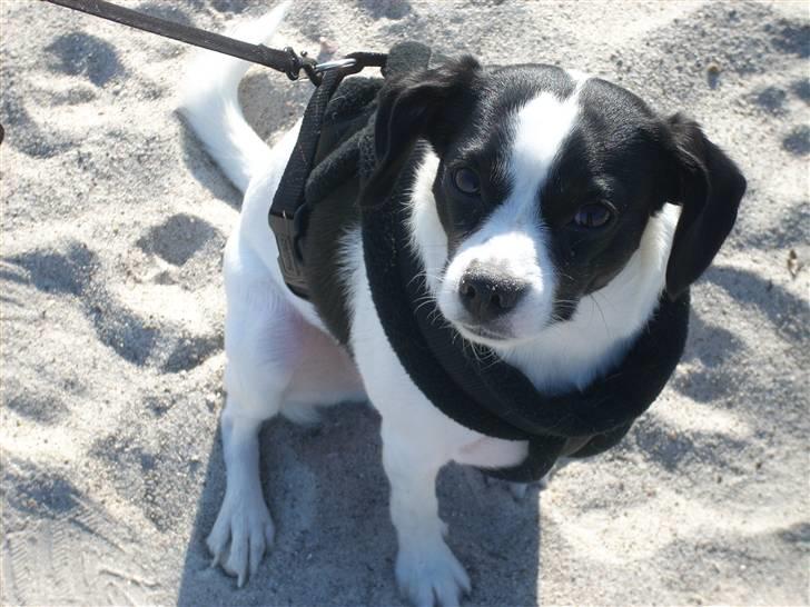 Blanding af racer Theis - Smukke Theis :) billede 14