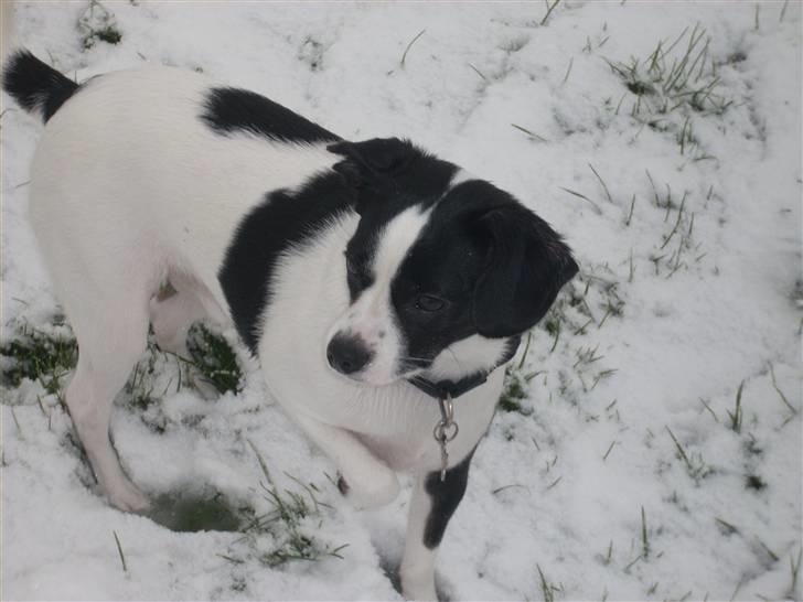 Blanding af racer Theis - Theis i Sneen :D billede 15