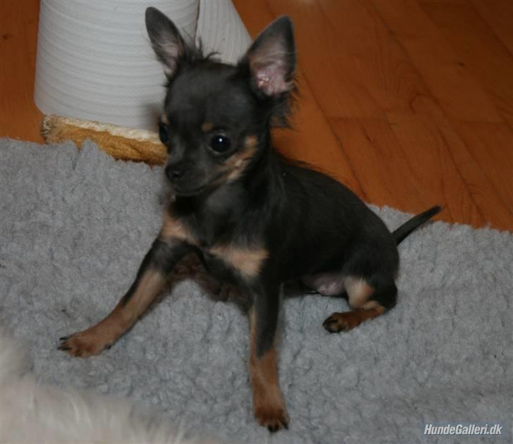 Chihuahua Lykke R.I.P billede 7