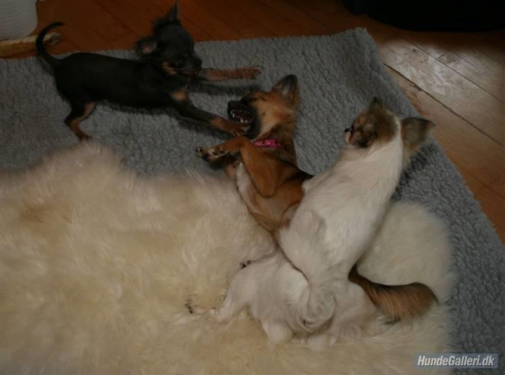 Chihuahua Lykke R.I.P billede 8