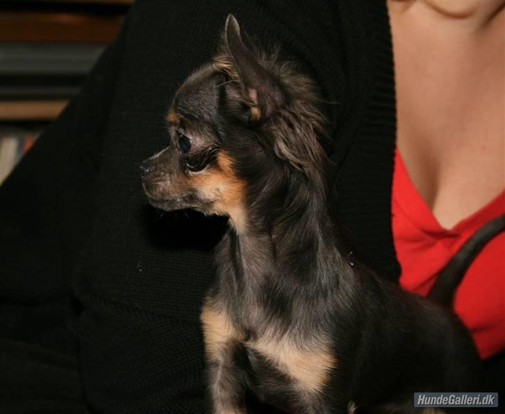 Chihuahua Lykke R.I.P billede 9