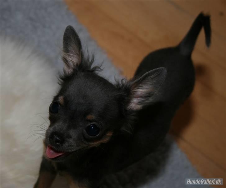 Chihuahua Lykke R.I.P billede 10