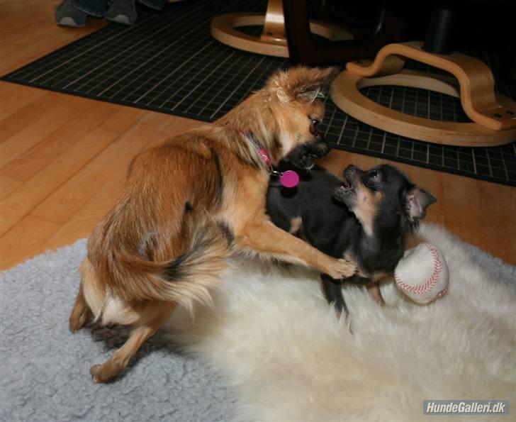 Chihuahua Lykke R.I.P billede 11