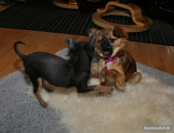 Chihuahua Lykke R.I.P billede 12