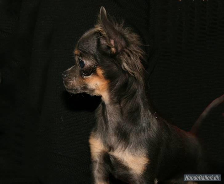 Chihuahua Lykke R.I.P billede 13