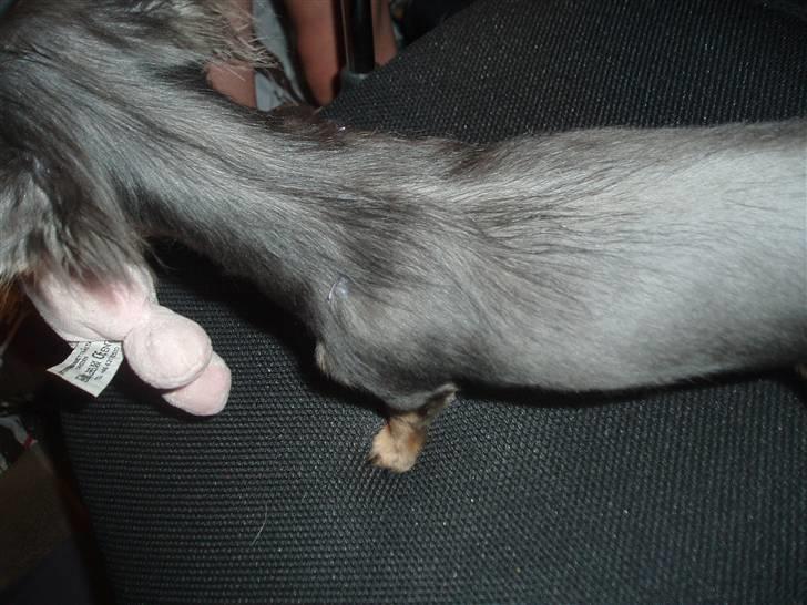 Chihuahua Lykke R.I.P billede 14