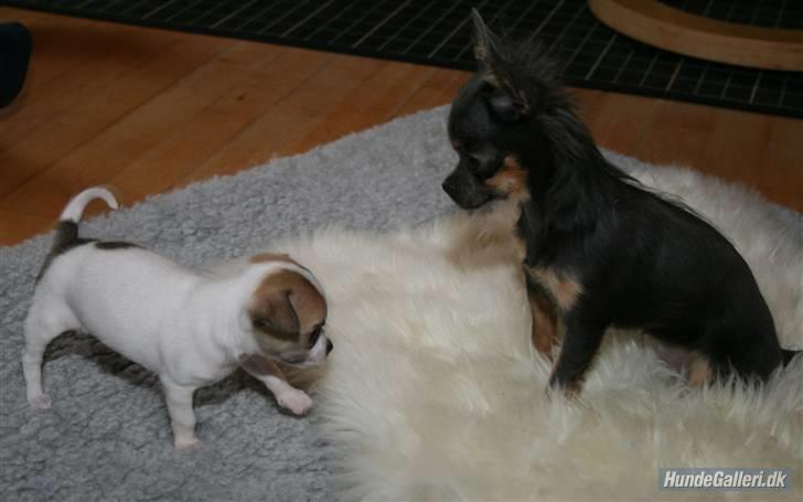 Chihuahua Lykke R.I.P billede 15