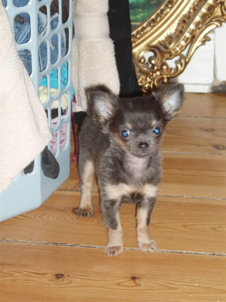 Chihuahua Lykke R.I.P billede 16
