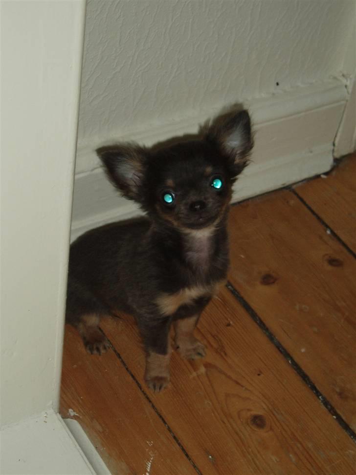 Chihuahua Lykke R.I.P billede 17