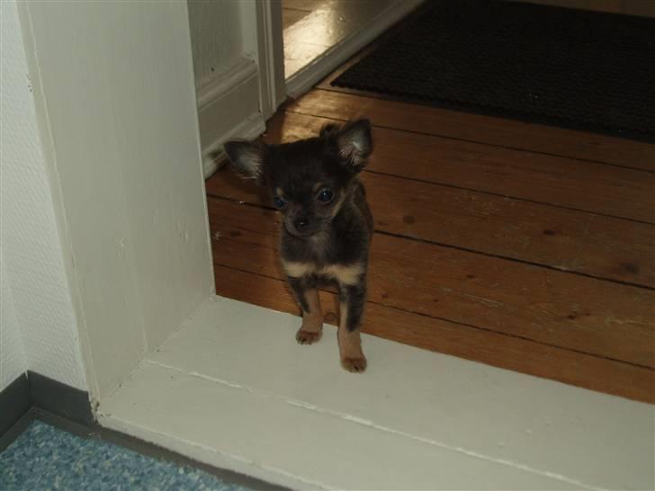 Chihuahua Lykke R.I.P billede 18