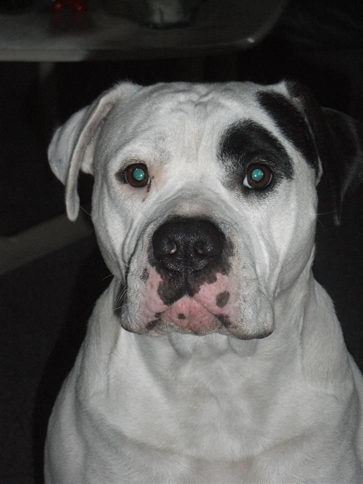 Amerikansk bulldog sheila - drej mig billede 15